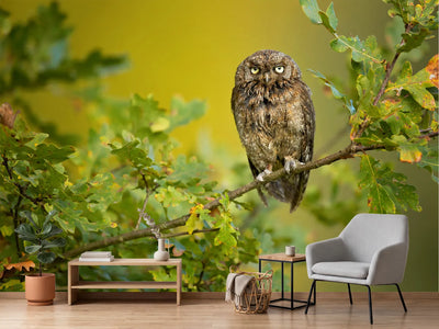photo-wallpaper-wise-little-owl