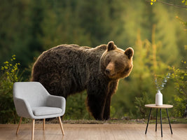 photo-wallpaper-backlit-bear-x
