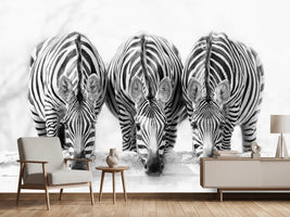 photo-wallpaper-zebras-xbj