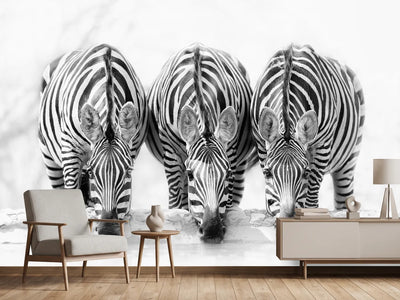 photo-wallpaper-zebras-xbj