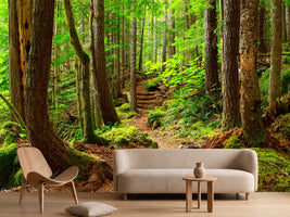 photo-wallpaper-a-picture-of-an-pacific-northwest-forest-trail