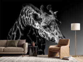 photo-wallpaper-giraffe-x
