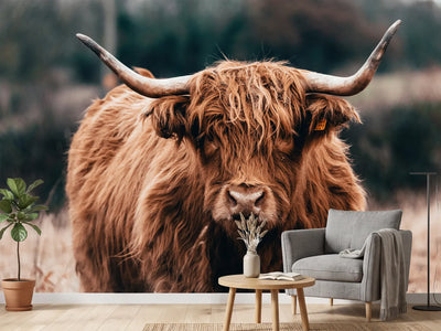 photo-wallpaper-highland-cow-doing-his-thing