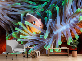 photo-wallpaper-clownfish