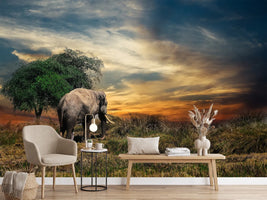 photo-wallpaper-the-elephant-in-the-sunset