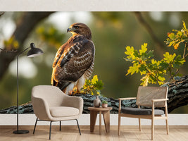 photo-wallpaper-bird-of-prey-on-an-oak-branch-in-golden-evening-light