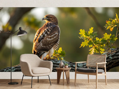 photo-wallpaper-bird-of-prey-on-an-oak-branch-in-golden-evening-light