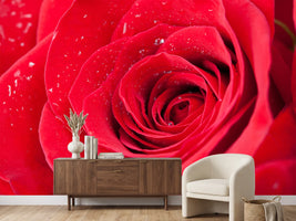 photo-wallpaper-red-rose-in-morning-dew