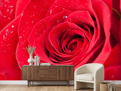 photo-wallpaper-red-rose-in-morning-dew