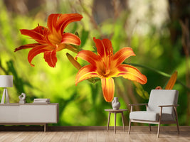 photo-wallpaper-lilies-in-nature
