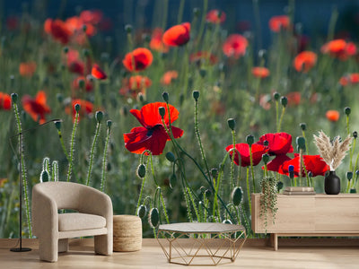 photo-wallpaper-wild-poppy