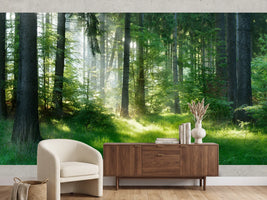photo-wallpaper-sunlit-forest-glade-with-morning-mist-over-fresh-green-grass
