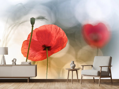 photo-wallpaper-morning-poppies-x