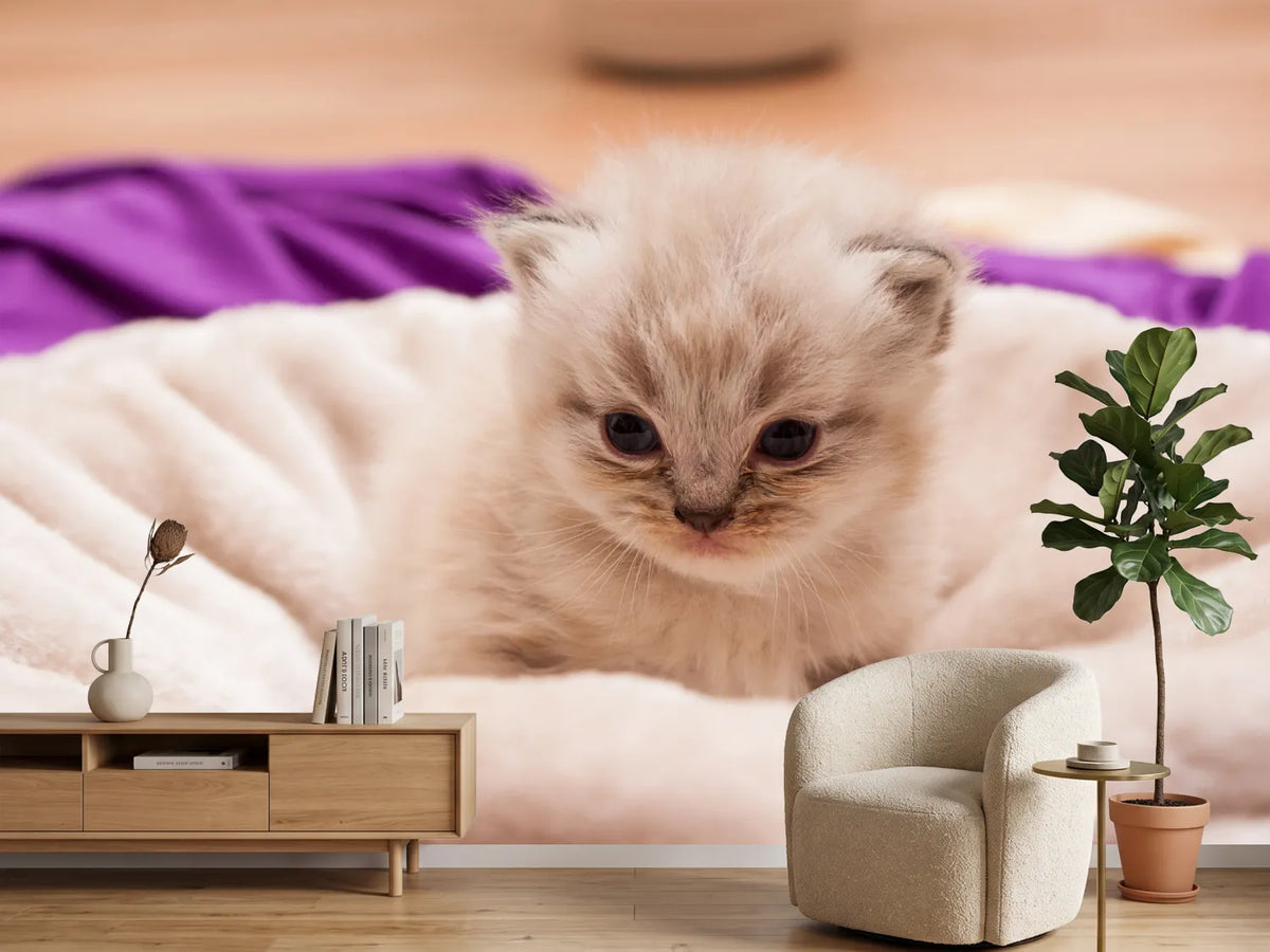 photo-wallpaper-kitten-to-fall-in-love