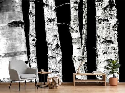 photo-wallpaper-birch-trees