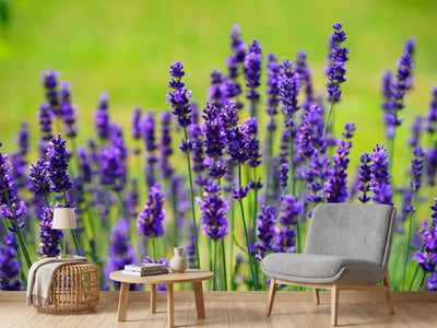 photo-wallpaper-beautiful-lavender