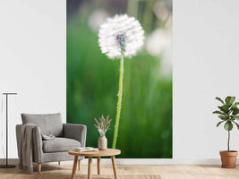 photo-wallpaper-dandelion
