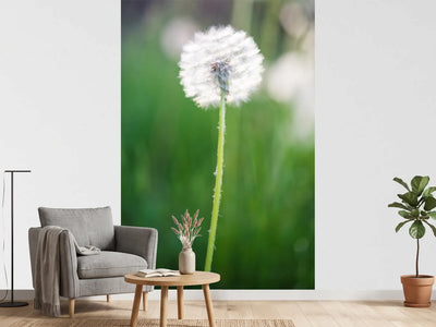 photo-wallpaper-dandelion