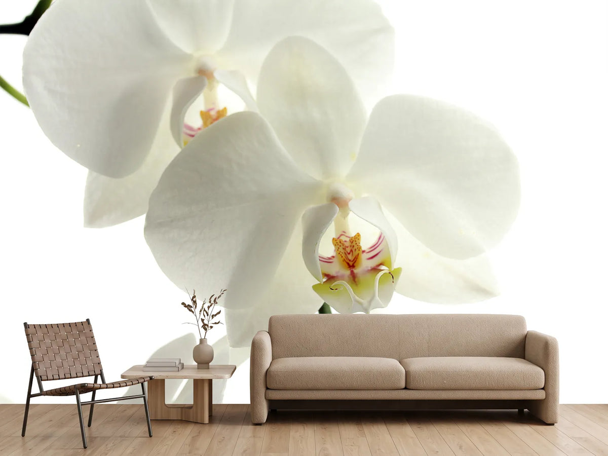 photo-wallpaper-orchids-bloom