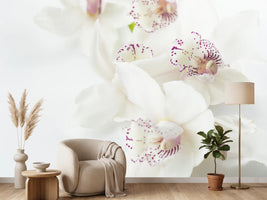 photo-wallpaper-fantastic-orchids