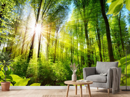 photo-wallpaper-sunlit-deciduous-trees-in-the-forest