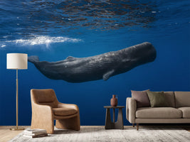 photo-wallpaper-sperm-whale