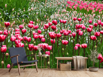 photo-wallpaper-wild-tulip-field
