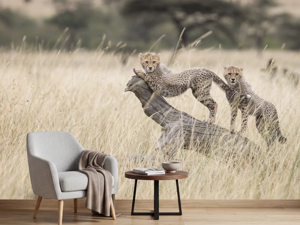 photo-wallpaper-playful-cheetah-cubs