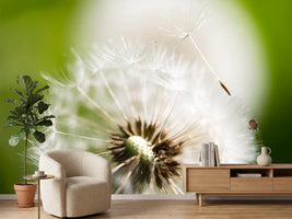 photo-wallpaper-blowball-dandelion