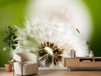 photo-wallpaper-blowball-dandelion