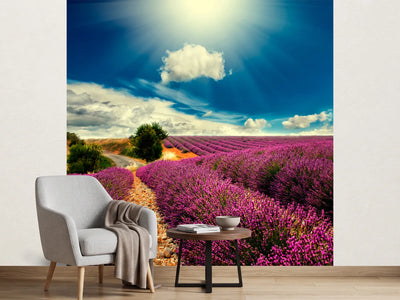 photo-wallpaper-the-lavender-valley