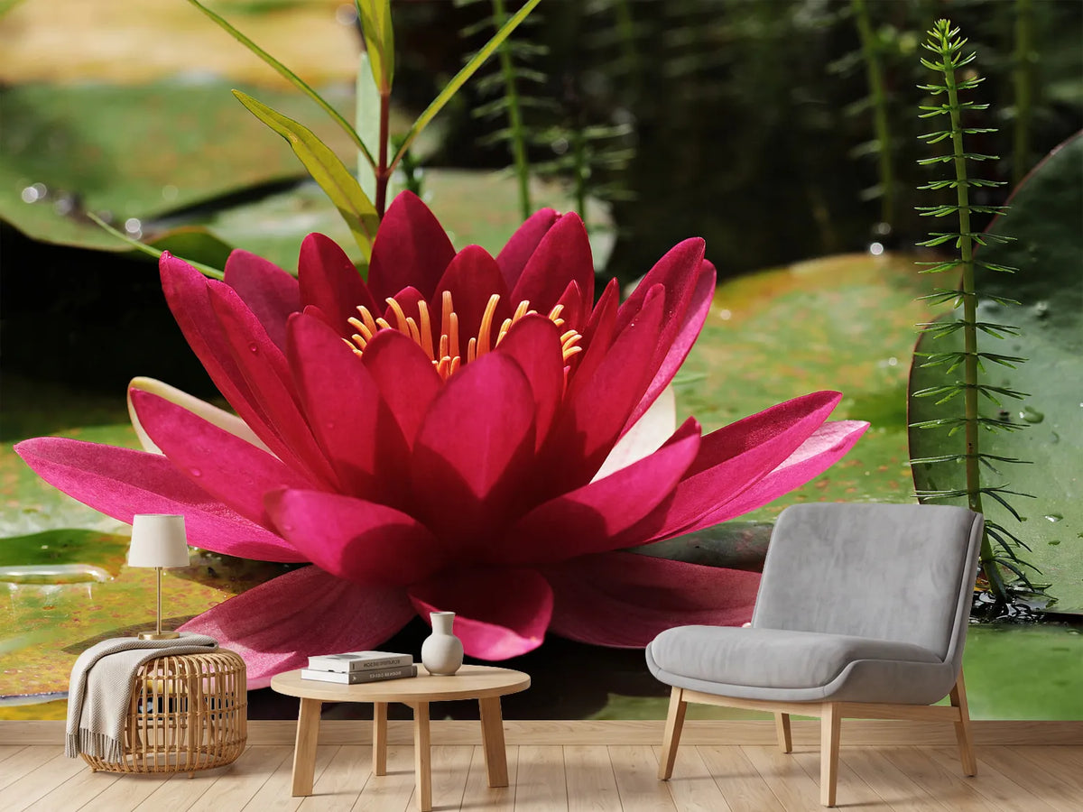 photo-wallpaper-water-lily-in-red