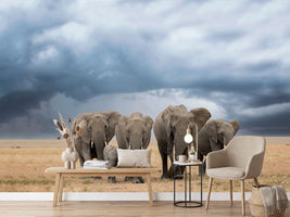 photo-wallpaper-elephant-walk-x