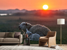 photo-wallpaper-sleep-well-sheep-x