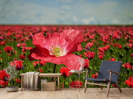 photo-wallpaper-the-lush-poppy-field