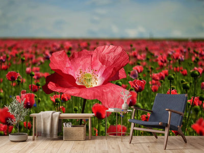photo-wallpaper-the-lush-poppy-field