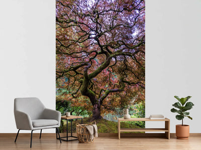 photo-wallpaper-japanese-maple-tree