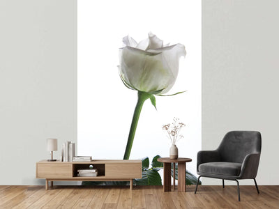 photo-wallpaper-on-behalf-of-the-rose