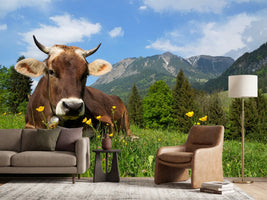 photo-wallpaper-cow-lying-in-grass-on-alpine-pasture-bavaria