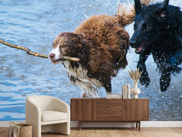 photo-wallpaper-playing-dogs