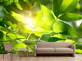 photo-wallpaper-go-green