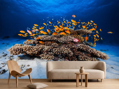 photo-wallpaper-marine-life