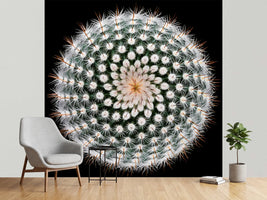 photo-wallpaper-notocactus-scopa