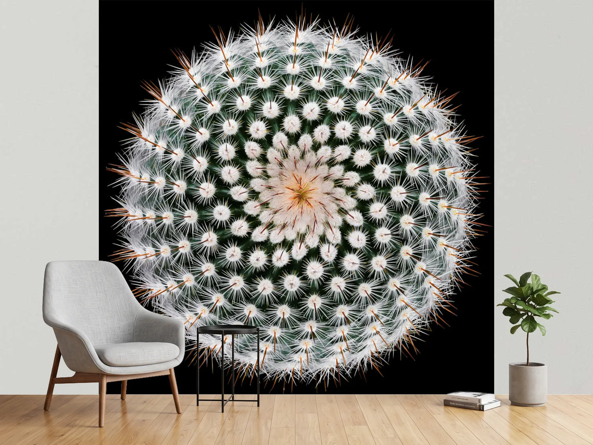 photo-wallpaper-notocactus-scopa