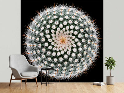 photo-wallpaper-notocactus-scopa