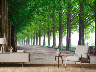 photo-wallpaper-beautiful-tree-avenue