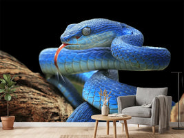 photo-wallpaper-blue-viper-snake-closeup-face-2