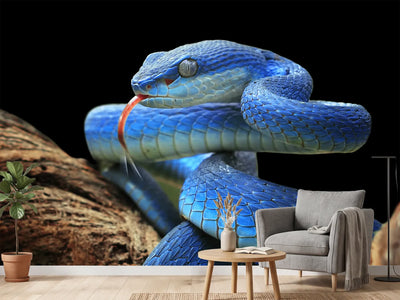 photo-wallpaper-blue-viper-snake-closeup-face-2