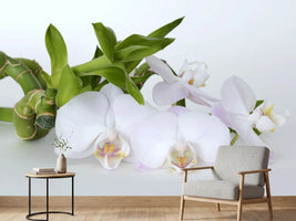 photo-wallpaper-orchid-and-bamboo