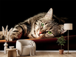 photo-wallpaper-relaxed-cat